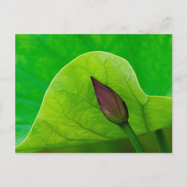 Lotus Leaf and Bud | North Carolina Postcard (Front)