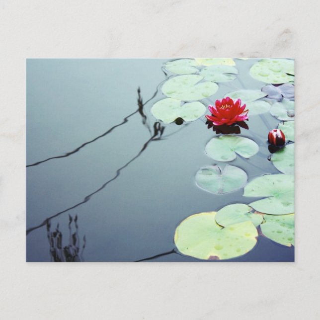 Lotus on Water Postcard (Front)