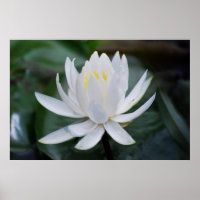 Lotus or waterlily and meaning