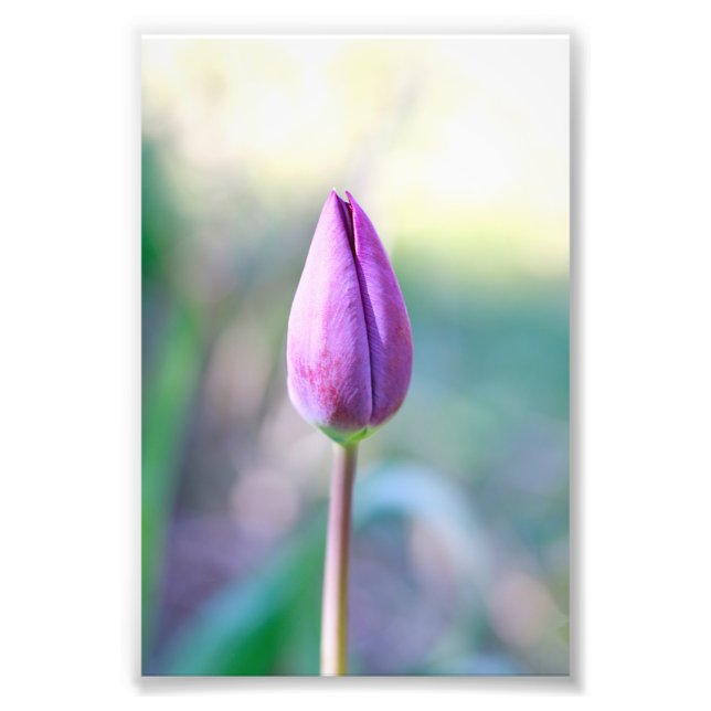 Lotus Photo Print (Front)