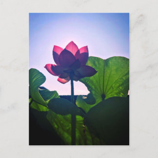 Lotus Postcard