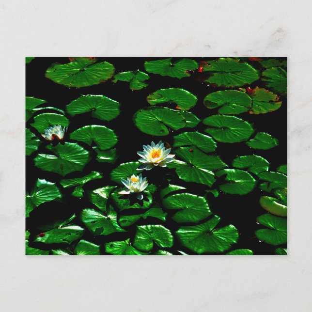 Lotus Postcard (Front)