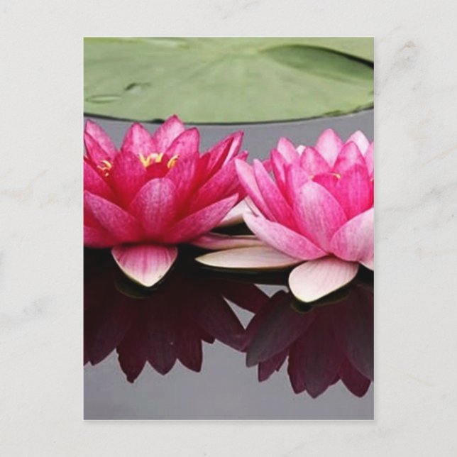 lotus postcard (Front)