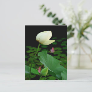 Lotus Postcard