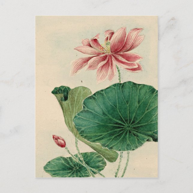 Lotus Postcard (Front)