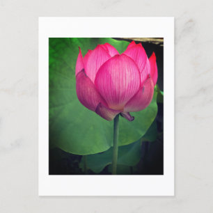 Lotus Postcard