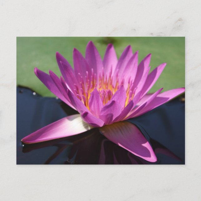 Lotus Postcard (Front)
