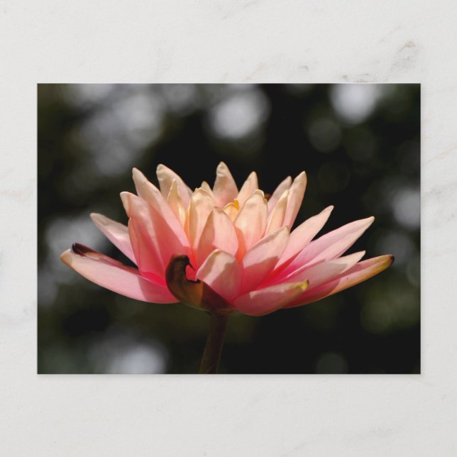 Lotus Postcard (Front)