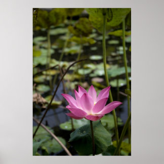 Lotus Poster