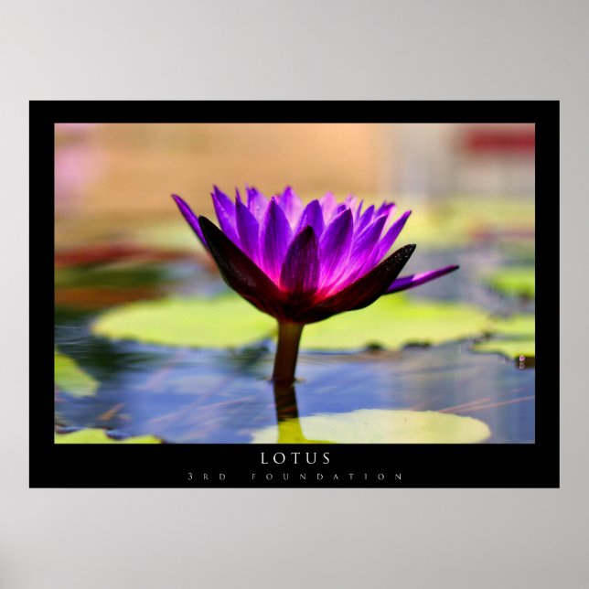 Lotus Poster (Front)
