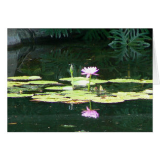 Lotus Reflections