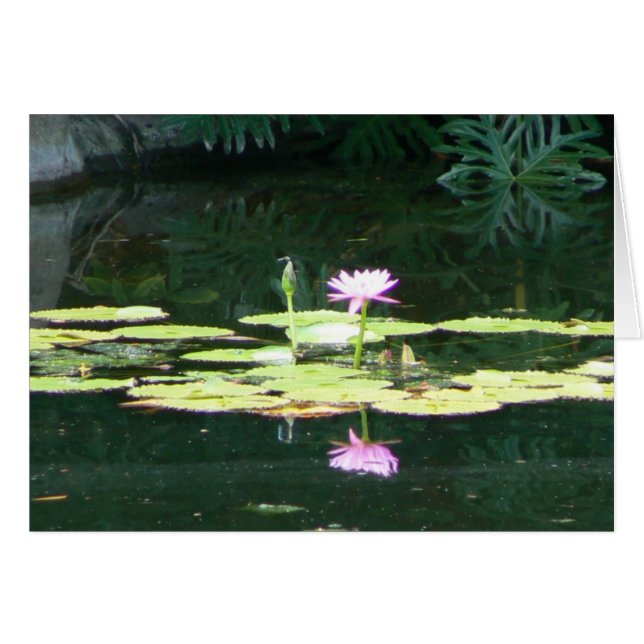 Lotus Reflections (Front Horizontal)