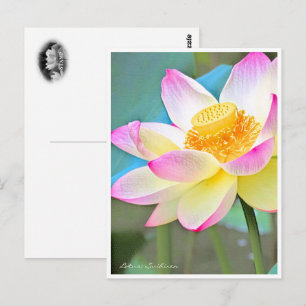 Lotus "Suihiren" Postcard