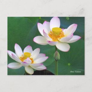 Lotus "Suihiren" [Postcard] ポストカード Postcard