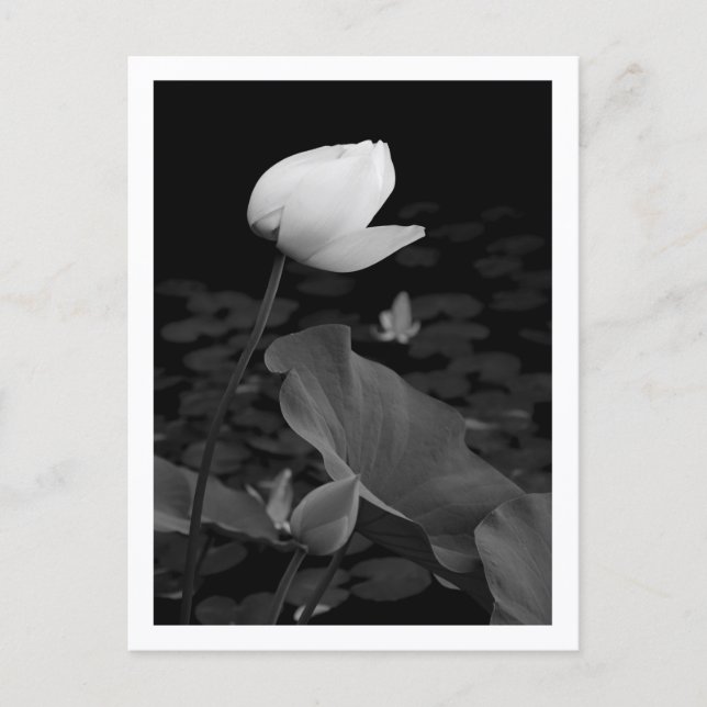 Lotus Water Lily Bud Postcard (Front)