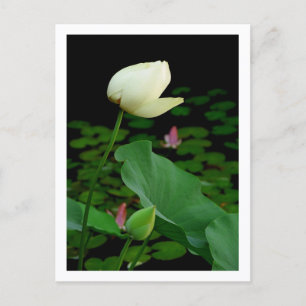Lotus Water Lily Bud Postcard