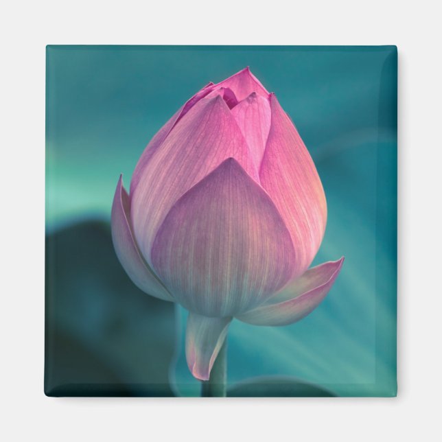 Lotus Water Lily Flower Magnet (Front)