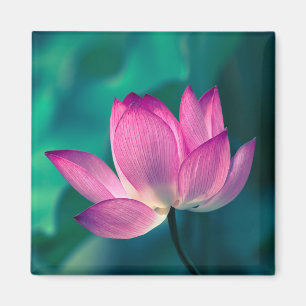 Lotus Water Lily Flower Magnet