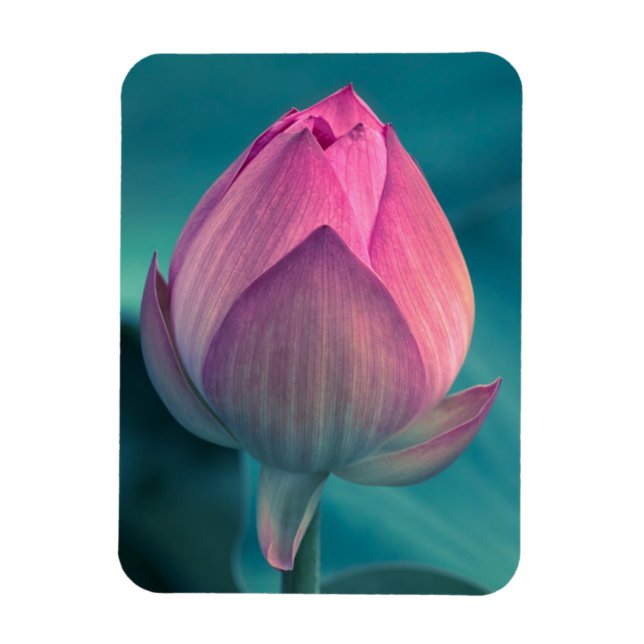 Lotus Water Lily Flower Magnet (Vertical)