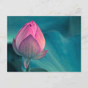 Lotus Water Lily Flower Postcard