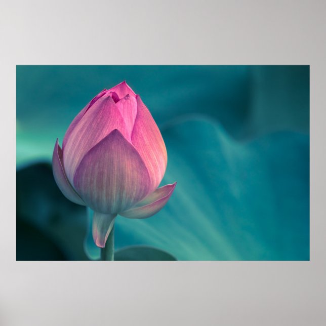 Lotus Water Lily Flower Poster (Front)