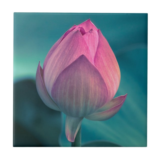 Lotus Water Lily Flower Tile (Front)