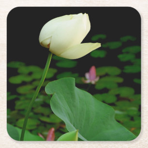 Lotus Water Lily Square Paper Coaster