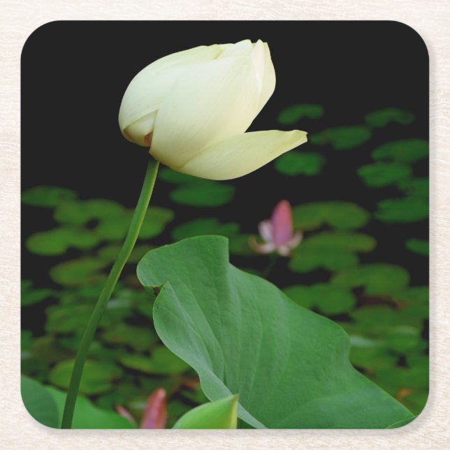 Lotus Water Lily Square Paper Coaster (Front)