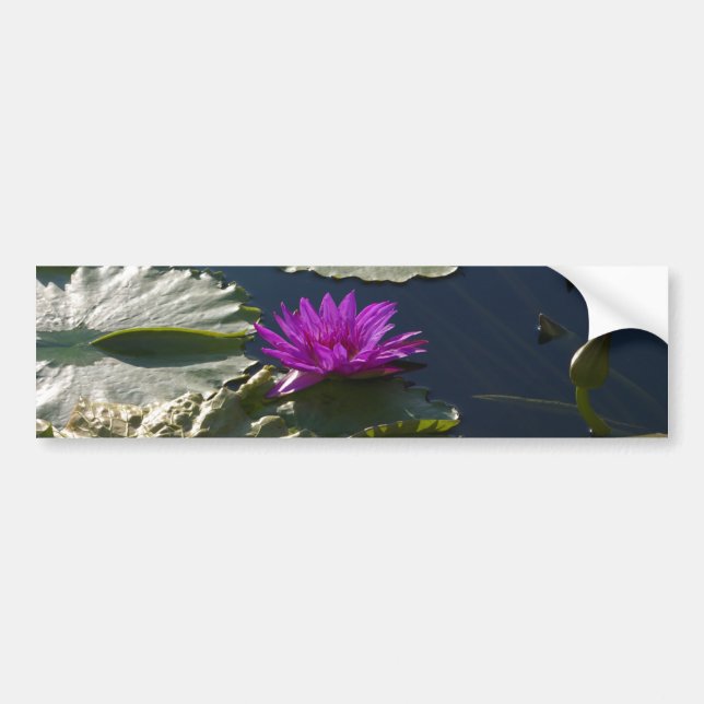 Lotus Waterlily Bumper Sticker (Front)