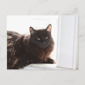 Louie Postcard