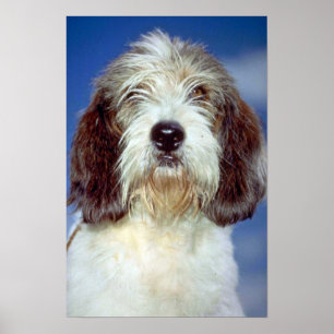 Louis,"""" Petit Basset Griffon de Vendeen Poster