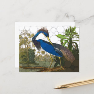 Louisiana Blue Heron by After John James Audubon Postcard