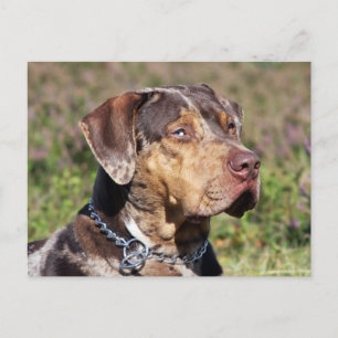 louisiana catahoula leopard dog postcard