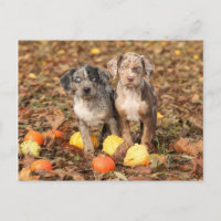 Louisiana Catahoula Puppies With Pumpkins