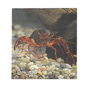 Louisiana Crawfish Notepad