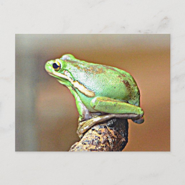 Louisiana Green Tree Frog Postcard (Front)