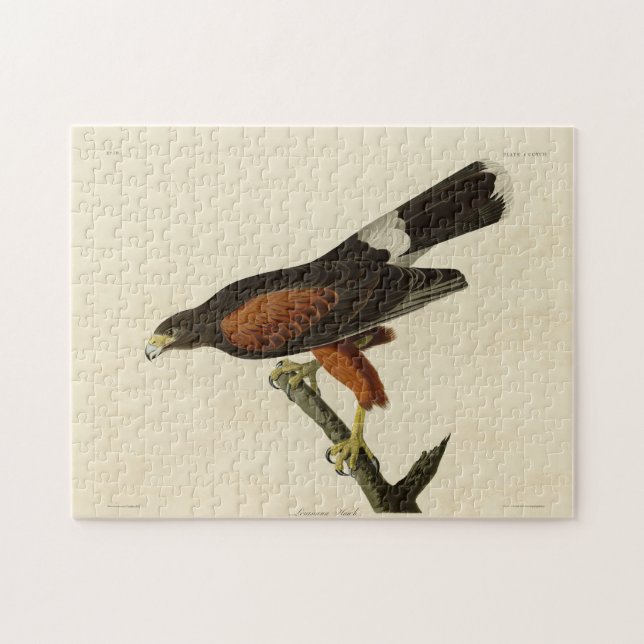 Louisiana (Harris's) Hawk Audubon Birds of America Jigsaw Puzzle (Horizontal)
