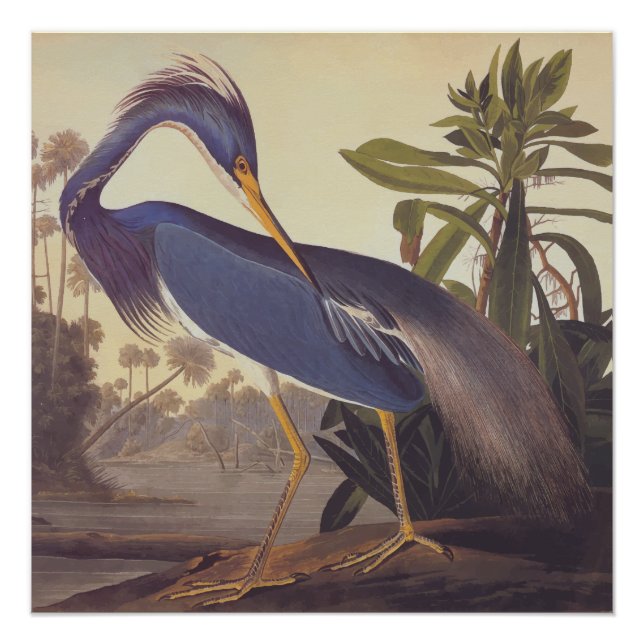 Louisiana Heron Audubon Vintage Art Bookplate Poster (Front)