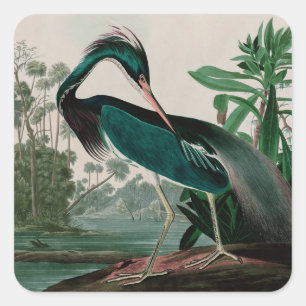 Louisiana Heron Birds of America Audubon Print Square Sticker