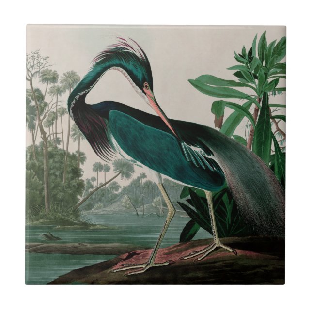 Louisiana Heron Birds of America Audubon Print Tile (Front)