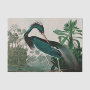 Louisiana Heron Birds of America Audubon Print Tissue Paper