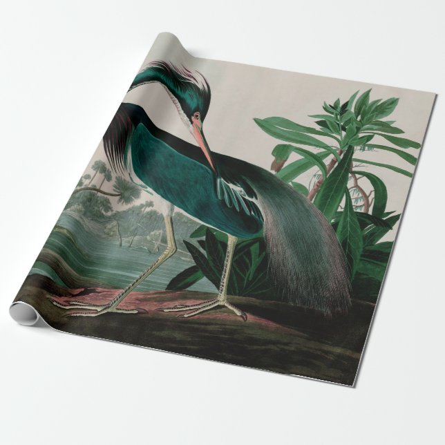 Louisiana Heron Birds of America Audubon Print Wrapping Paper (Unrolled)