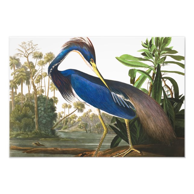 Louisiana Heron by John James Audubon Photo Print (Front)