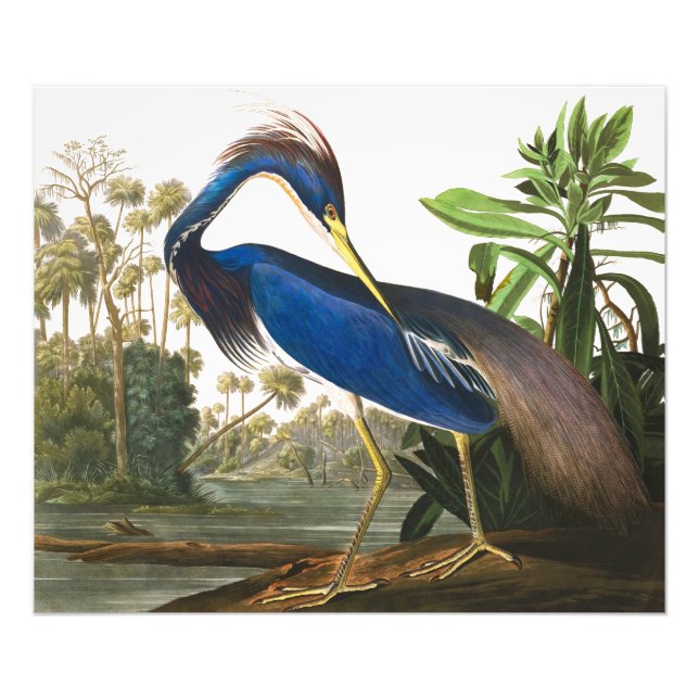 Louisiana Heron by John James Audubon Photo Print (Front)