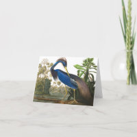 Louisiana Heron by John James Audubon