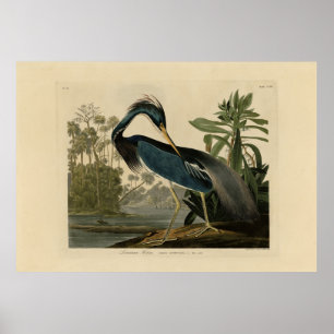 Louisiana Heron - from Audubon's Birds of America Poster