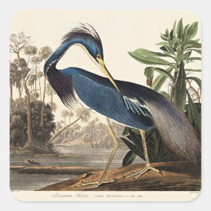 Louisiana Heron from Birds of America Square Sticker