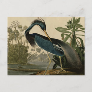 Louisiana Heron Postcard
