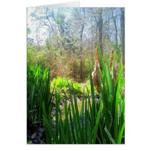 Louisiana Iris, Creek Side,