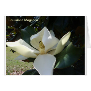 Louisiana Magnolia